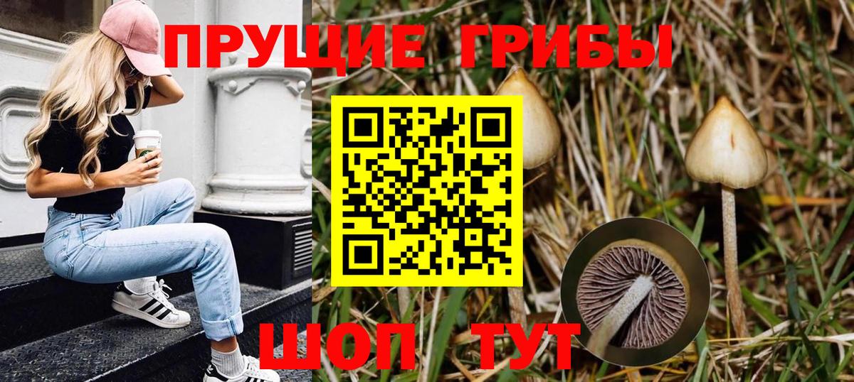 Петровск  Галлюциногенные грибы Psilocybe  Вход с VPN 